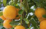 Выращивание апельсина в домашних условиях