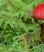 Список с картинками съедобных осенних грибов в россии