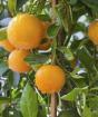 Выращивание апельсина в домашних условиях