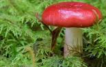 Список с картинками съедобных осенних грибов в россии